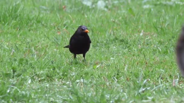 Vanlig koltrast eller Turdus merula letar efter mat på gräs. Mörk fågel i djurlivet. Sotji, Ryssland. — Stockvideo