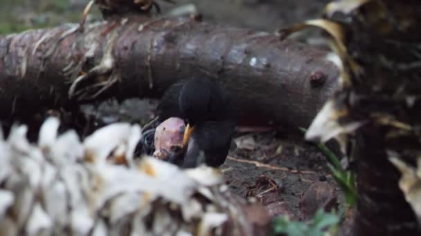 El mirlo común lesionado o Turdus merula mira cautelosamente a la cámara. Un pájaro oscuro con la piel desnuda en la espalda se va a escapar. Sochi, Rusia. — Vídeos de Stock