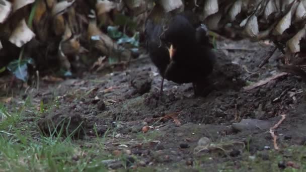 Obyčejný kos nebo Turdus merula hledající potravu na trávě. Černý pták v divočině. Soči, Rusko. — Stock video