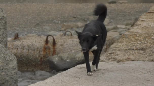 Nehir kenarında yürüyen siyah sokak köpeğinin portresi. Evsiz hayvanlar dışarıda dolaşır.. — Stok video