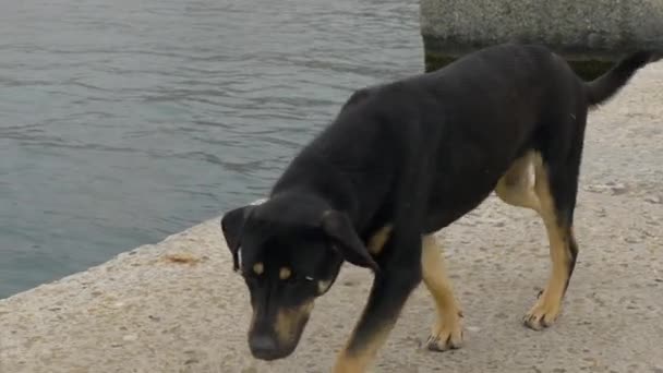 Nahaufnahme Porträt eines schwarzen streunenden Hundes, der am Ufer des Flusses spaziert. Obdachloses Tier spaziert ins Freie. — Stockvideo