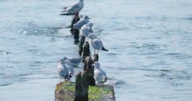 Martılar temiz tüyler. Beton dalgalar üzerinde kuş sürüsü. Soçi, Rusya.