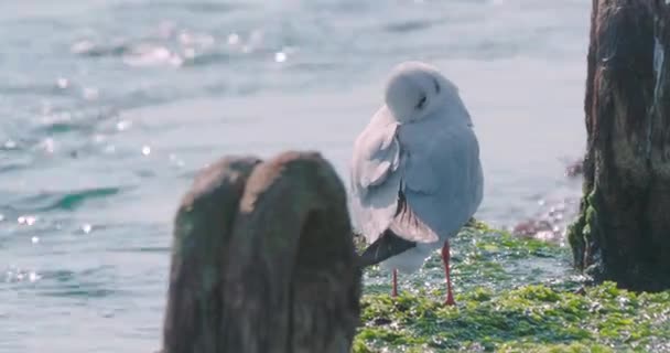 カモメは羽の下にくちばしを隠して眠る。苔とコンクリート防波堤上の海の鳥。ソチロシア. — ストック動画