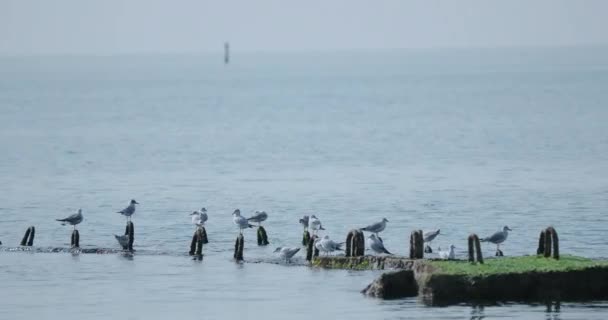 Seagulls clean feathers. Flock of birds on concrete breakwaters. Sochi, Russia. — Stock Video