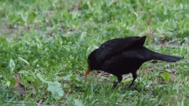 Karatavuk ya da Turdus Merula ottan yakalanan toprak solucanını yiyor. Vahşi hayatta kara kuş. Soçi, Rusya.