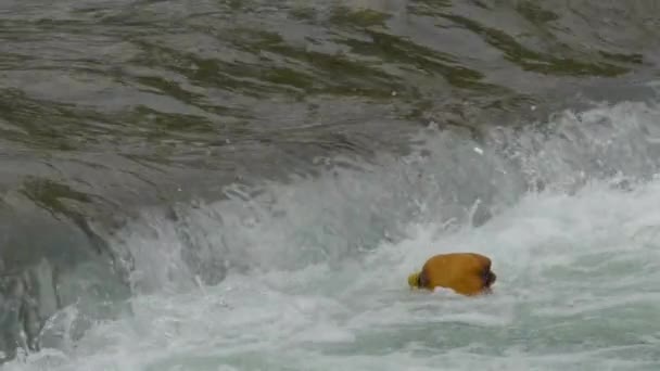 Пластиковая бутылка качается на пенных волнах на поверхности воды. Мусор в реке Сочи, Россия. — стоковое видео