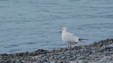 Martı çakıl taşı plajından uçuyor. Rusya, Sochi 'nin kayalık plajındaki deniz kuşu..