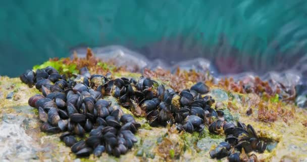 Μεσογειακά μύδια ή Mytilus galloprovincialis σε βράχους πάνω από τη Μαύρη Θάλασσα. — Αρχείο Βίντεο
