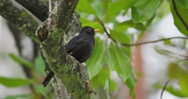 Vanlig koltrast eller Turdus merula på träd. Svart fågel stirrar med nyfikenhet. Naturligt djurliv. — Stockvideo