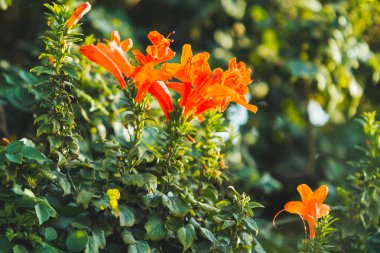 Turuncu zambak çalıları. Bahçede parlak ve renkli çiçeklerle gün batımı. Yeşil yapraklar ve çiçek açan bitkiler..