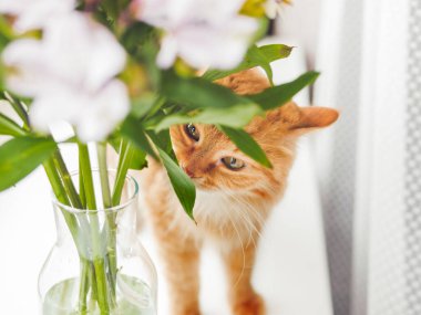 Şirin kızıl kedi cam vazoda bir buket alstromerya çiçeği kokluyor. Tüylü hayvan ve çiçek açan yeşil yapraklı bitki.. 