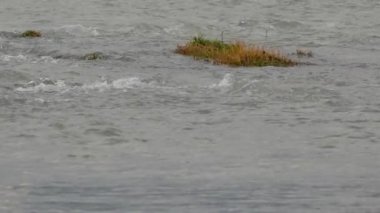 Su yüzeyinde köpük dalgaları. Dağlardan şehre akan Soçi nehri deresi. Soçi, Rusya.