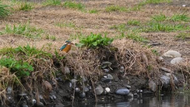 Der Eisvogel oder Alcedo tun dies. Bunter Vogel sitzt auf Gras über dem Wasser und wartet auf Fische. — Stockvideo