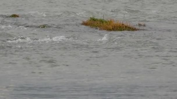 Skumvågor på vattenytan. Strömmen av Sotji floden rinner från bergen genom staden. Sotji, Ryssland. — Stockvideo