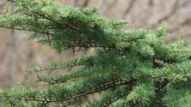 Karaçam ağacının rüzgar dallarında sallanıyordu. Yeşil kozalaklı ağaç iğneleri.