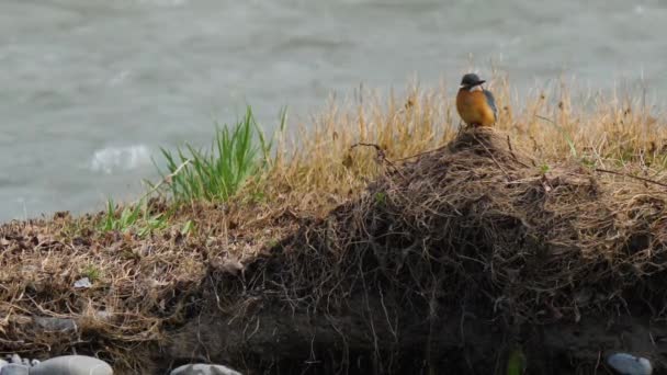 Euroasijský ledňáček nebo Alcedo. Barevný pták sedí na trávě nad vodou a čeká na ryby. — Stock video