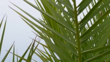 Kırmızı deniz feneri palmiye yapraklarından görülebilir. Deniz kenarında tropik bir ağaç. Yavaş çekim.