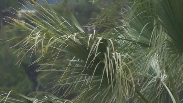 Daun palem bergoyang di bawah angin dan hujan. Pohon tropis di bawah hujan deras. Air jatuh di udara. Gerakan lambat. — Stok Video