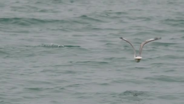 Mouette blanche volant sur fond de mer grise. Oiseau volant au-dessus de la mer Noire. Sotchi, Russie. — Video