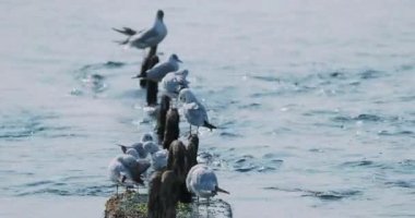 Martılar temiz tüyler. Beton dalgalar üzerinde kuş sürüsü. Soçi, Rusya.