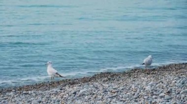 Martı çakıl taşı plajında duruyor. Rusya 'nın Soçi kayalık sahilinde deniz kuşları.