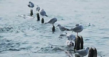 Martılar temiz tüyler. Beton dalgalar üzerinde kuş sürüsü. Soçi, Rusya.