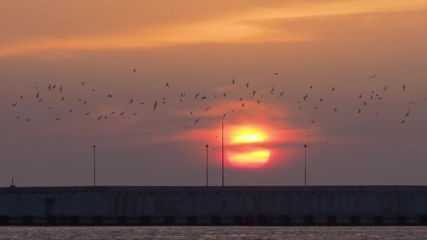 Σιλουέτες με ιπτάμενα πουλιά πάνω από το νερό. Κόκκινο ηλιοβασίλεμα φόντο. Λιμάνι Σότσι, Ρωσία. — Αρχείο Βίντεο