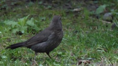Dişi karatavuk ya da Turdus Merula kameraya ihtiyatlı bakar. Kara kuş uçup gidecek. Soçi, Rusya.