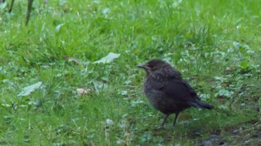 Yavru karatavuk ya da Turdus Merula kameraya ihtiyatlı bakar. Kara kuş uçup gidecek. Soçi, Rusya.