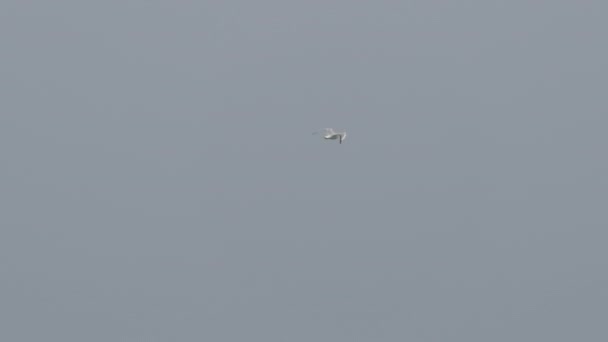 Fliegende weiße Möwe auf grauem bewölkten Himmel Hintergrund. Wandervogel in freier Wildbahn. Sotschi, Russland. — Stockvideo
