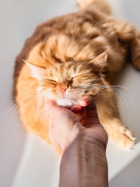 Kadın uykulu kızıl kediyi okşar. Sevimli tüylü evcil hayvanlar zevkle mırıldanıyor. Güneşli pencere pervazında tüylü evcil hayvan.