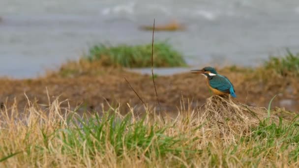 Eurasian kingfisher or Alcedo atthis. Colorful bird is sitting on grass above water and eating catched fish. — Stock Video
