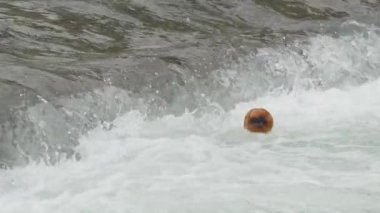 Plastik şişe suyun yüzeyindeki köpük dalgalarında sallanır. Rusya 'nın Sochi Nehri' ndeki çöplük..