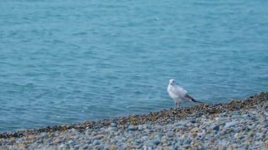 Martı çakıl taşı plajında duruyor. Rusya, Sochi 'nin kayalık plajındaki deniz kuşu..