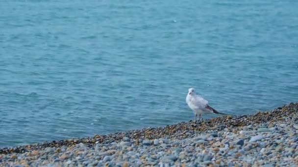 カモメは小石のビーチに立っている。ロシアのソチの岩のビーチにある海の鳥. — ストック動画