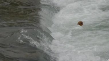 Plastik şişe suyun yüzeyindeki köpük dalgalarında sallanır. Rusya 'nın Sochi Nehri' ndeki çöplük..