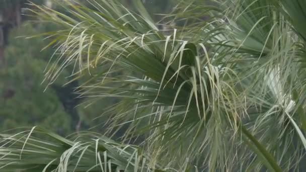 Palma kołysze się pod wiatrem i deszczem. Tropikalne drzewo w deszczu. Krople wody w powietrzu. Zwolniony ruch. — Wideo stockowe