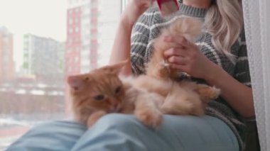 Kadın, kızıl saçlı şirin kedinin kürkünü kırmızı kürdanla tarıyor. Pencere kenarında sahibi olan tüylü bir hayvan..