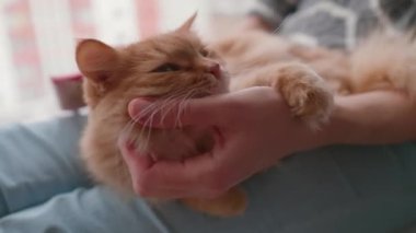 Kızıl kediyi okşayan bir kadın. Pencere kenarında sahibi olan tüylü bir hayvan..