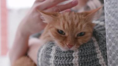 Kızıl kediyi okşayan bir kadın. Pencere kenarında sahibi olan tüylü bir hayvan..