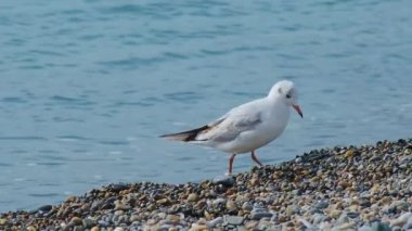 Martı ve güvercin çakıl taşı sahilinde yürür. Rusya, Sochi 'nin kayalık plajındaki deniz kuşu..