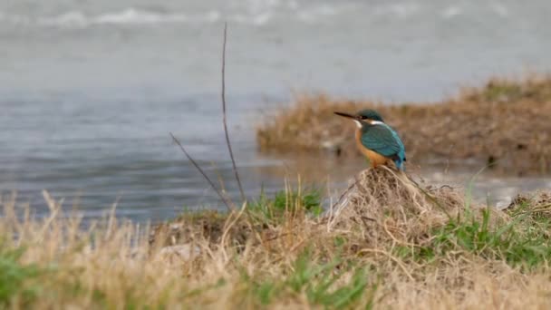 ユーラシアのカワセミやアルセドこれ。水の上に草の上に座って魚を待つカラフルな鳥. — ストック動画