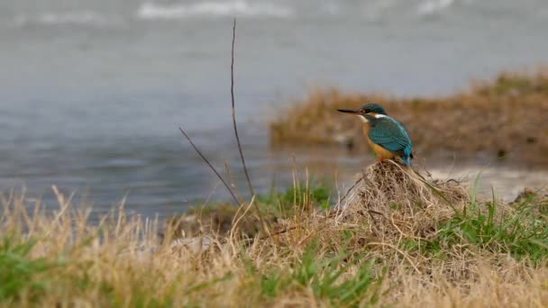 Der Eisvogel oder Alcedo tun dies. Bunter Vogel sitzt auf Gras über dem Wasser und wartet auf Fische. — Stockvideo