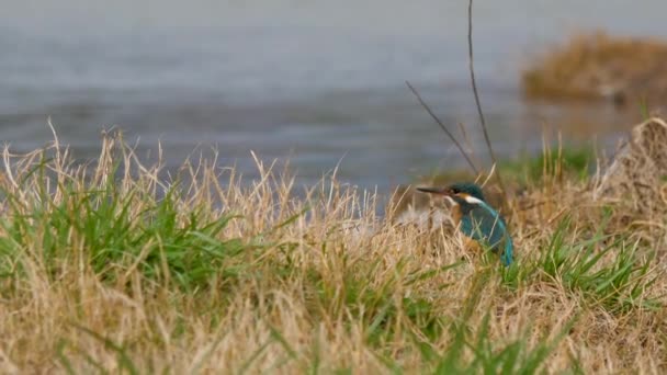 ユーラシアのカワセミやアルセドこれ。水の上に草の上に座って魚を待つカラフルな鳥. — ストック動画