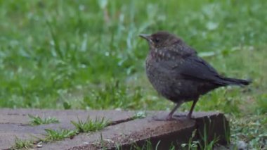Yavru karatavuk ya da Turdus Merula kameraya ihtiyatlı bakar. Kara kuş sıvışacak. Soçi, Rusya.