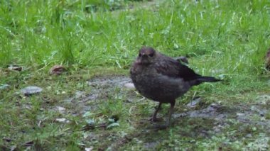 Yavru karatavuk ya da Turdus Merula kameraya ihtiyatlı bakar. Kara kuş sıvışacak. Soçi, Rusya.