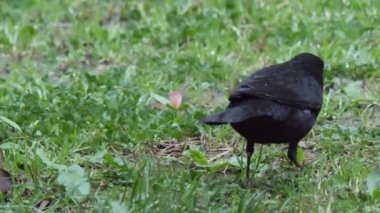 Sıradan bir karatavuk ya da çimenlerde yiyecek arayan Turdus Merula. Vahşi doğada erkek kara kuş. Soçi, Rusya.