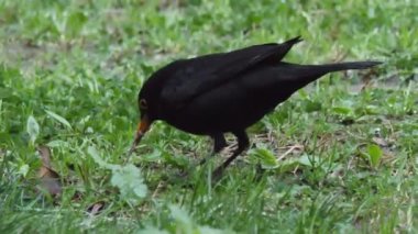 Karatavuk ya da Turdus Merula ottan yakalanan toprak solucanını yiyor. Vahşi hayatta kara kuş. Soçi, Rusya.