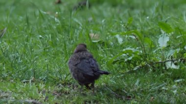 Dişi karatavuk ya da Turdus Merula kameraya ihtiyatlı bakar. Kara kuş uçup gidecek. Soçi, Rusya.