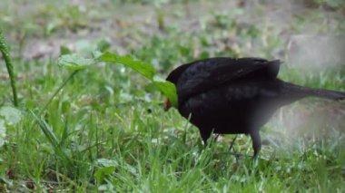 Sıradan bir karatavuk ya da çimenlerde yiyecek arayan Turdus Merula. Vahşi doğada erkek kara kuş. Soçi, Rusya.